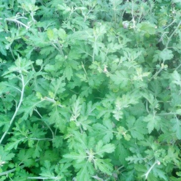 野菊花统货