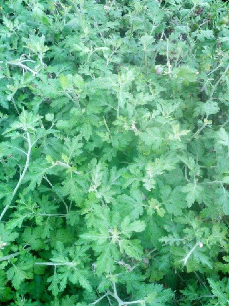 野菊花统货