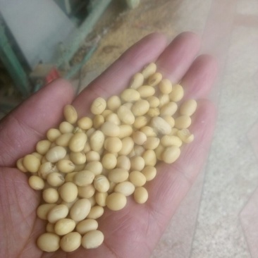 大豆优质