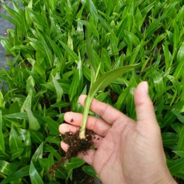 玫瑰苗30~40cm