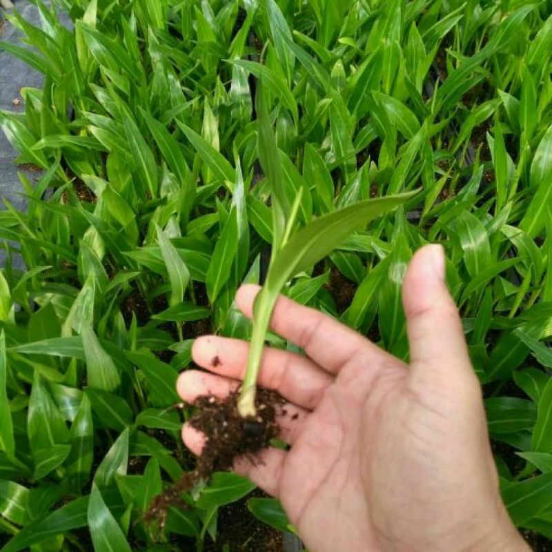 玫瑰苗30~40cm