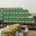 阿克苏185纸皮核桃2024年新货,量大优惠全国发货