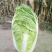 玲珑黄白菜毛菜4~6斤