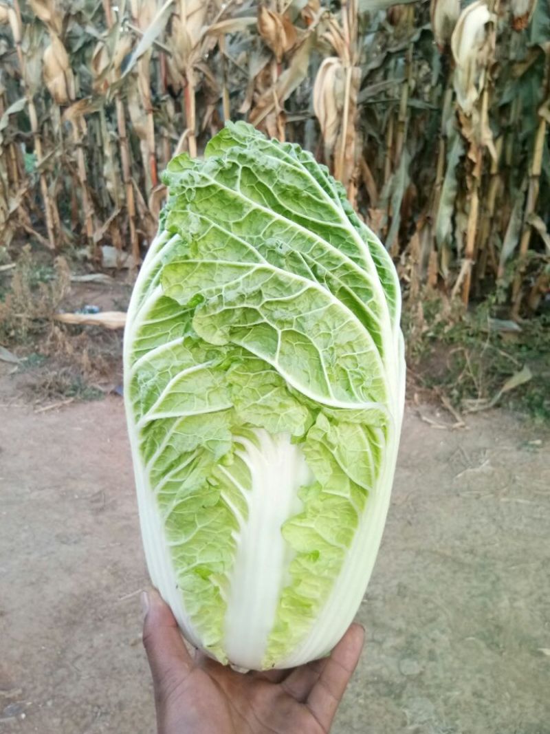 玲珑黄白菜毛菜4~6斤