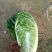 玲珑黄白菜毛菜4~6斤