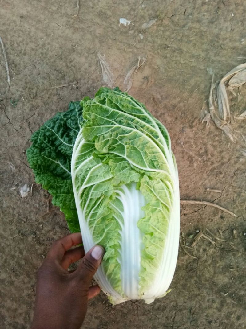 玲珑黄白菜毛菜4~6斤