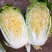 玲珑黄白菜毛菜4~6斤