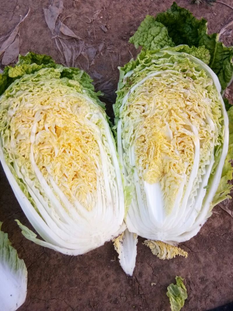 玲珑黄白菜毛菜4~6斤
