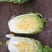 玲珑黄白菜毛菜4~6斤
