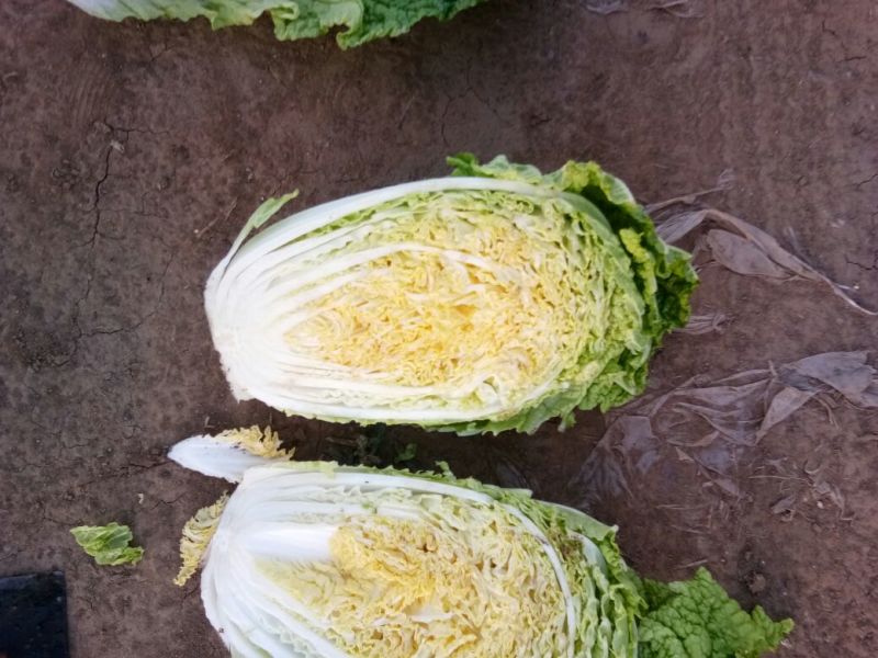 玲珑黄白菜毛菜4~6斤