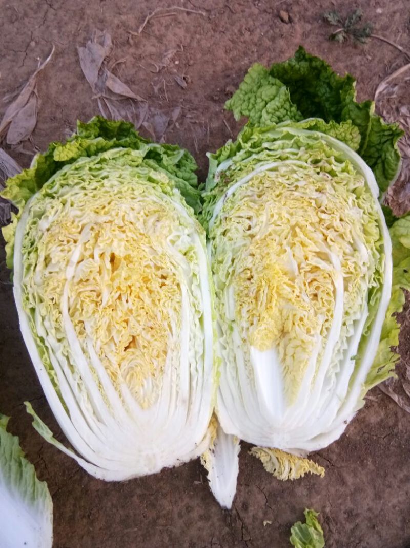 玲珑黄白菜毛菜4~6斤