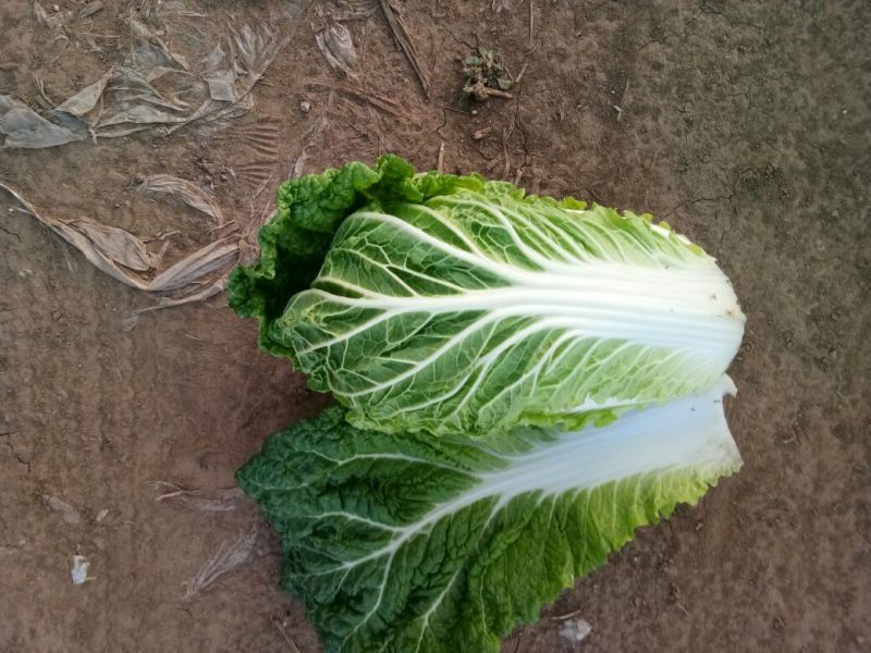 玲珑黄白菜毛菜4~6斤