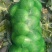 新野扁包菜万亩基地奥奇娜2~3公斤精品