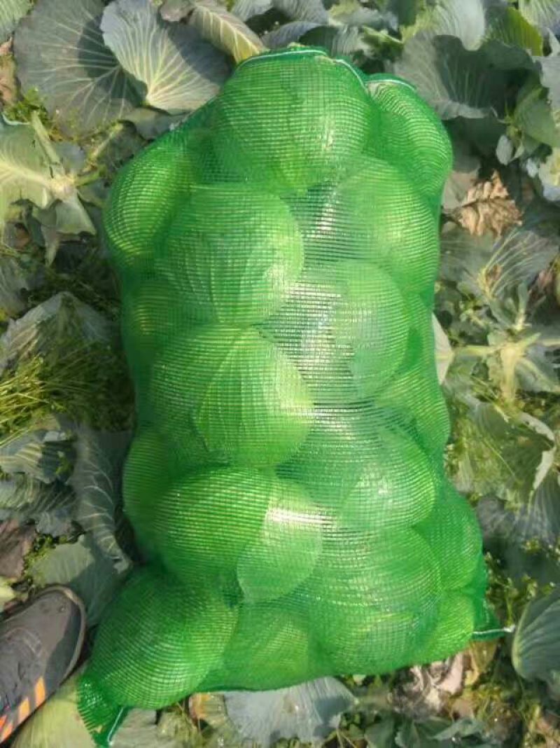 新野扁包菜万亩基地奥奇娜2~3公斤精品