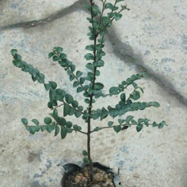 玫瑰苗20~30cm