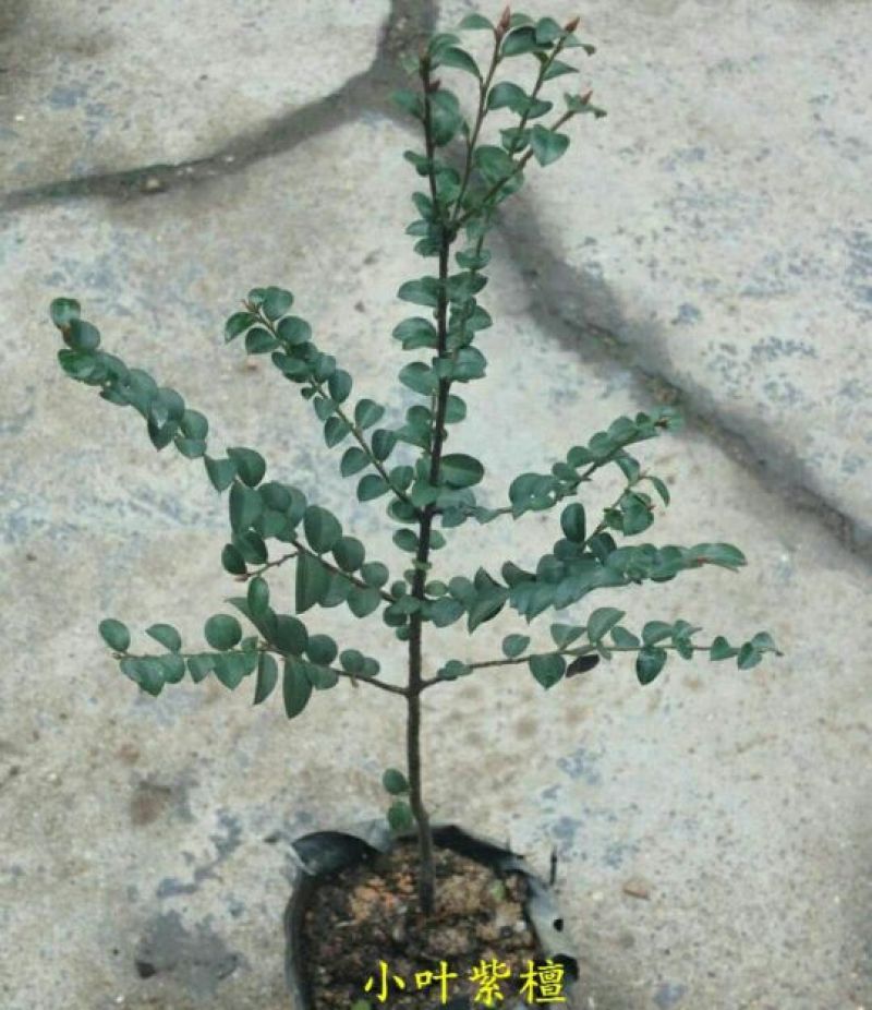 玫瑰苗20~30cm