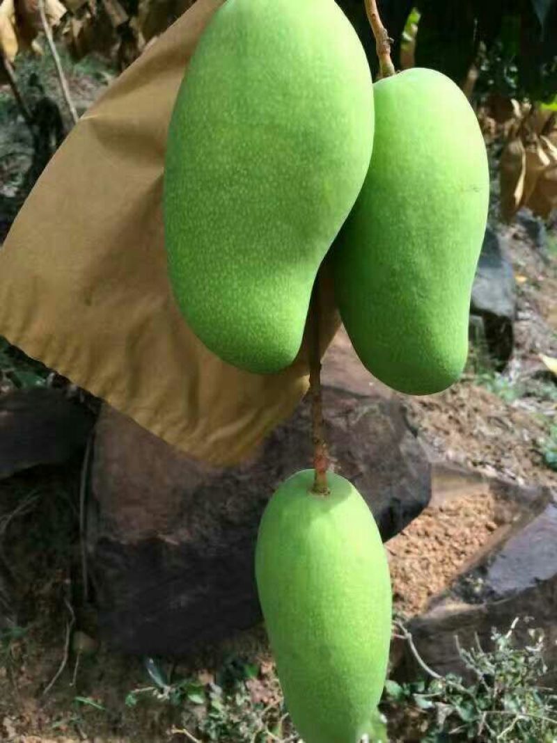 金煌芒8两以上