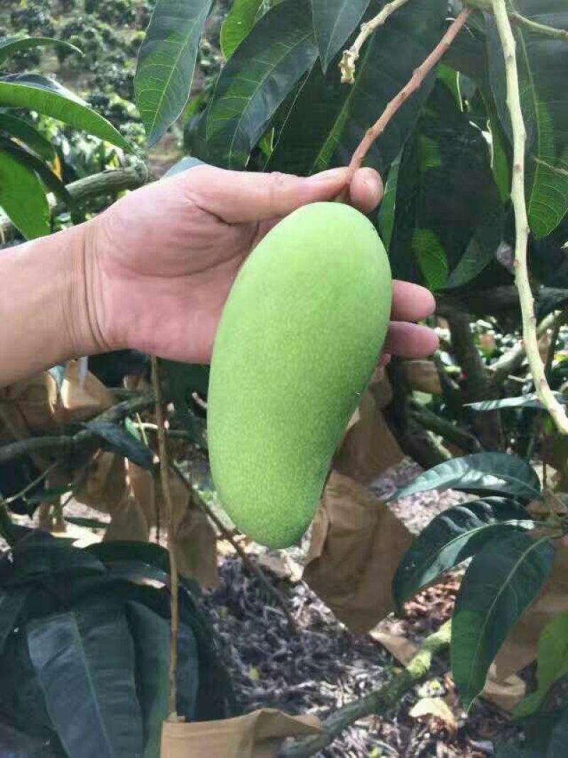 金煌芒8两以上