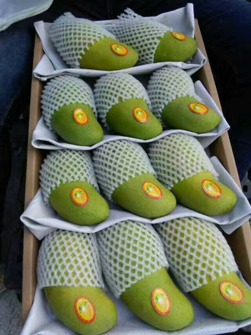 金煌芒8两以上