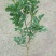 玫瑰苗30~40cm