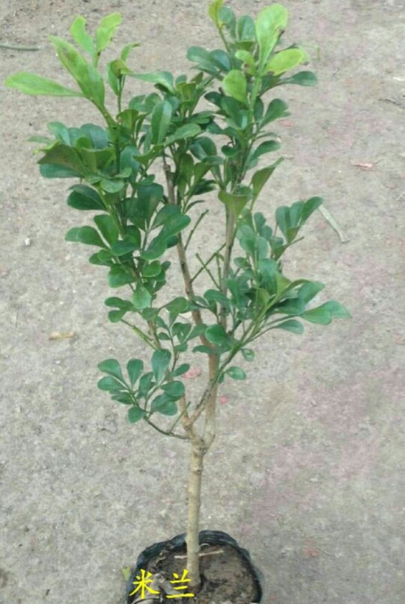 玫瑰苗30~40cm