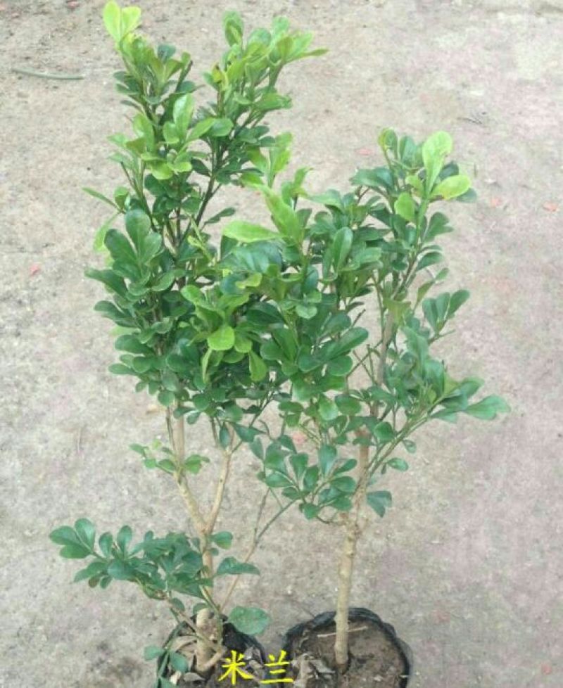 玫瑰苗30~40cm