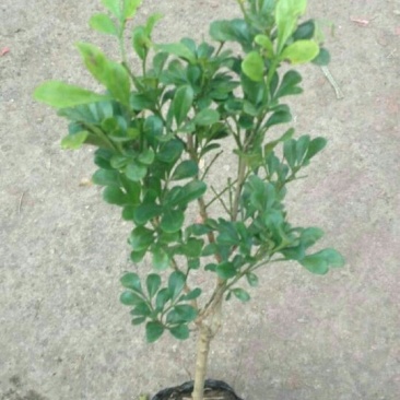 玫瑰苗30~40cm