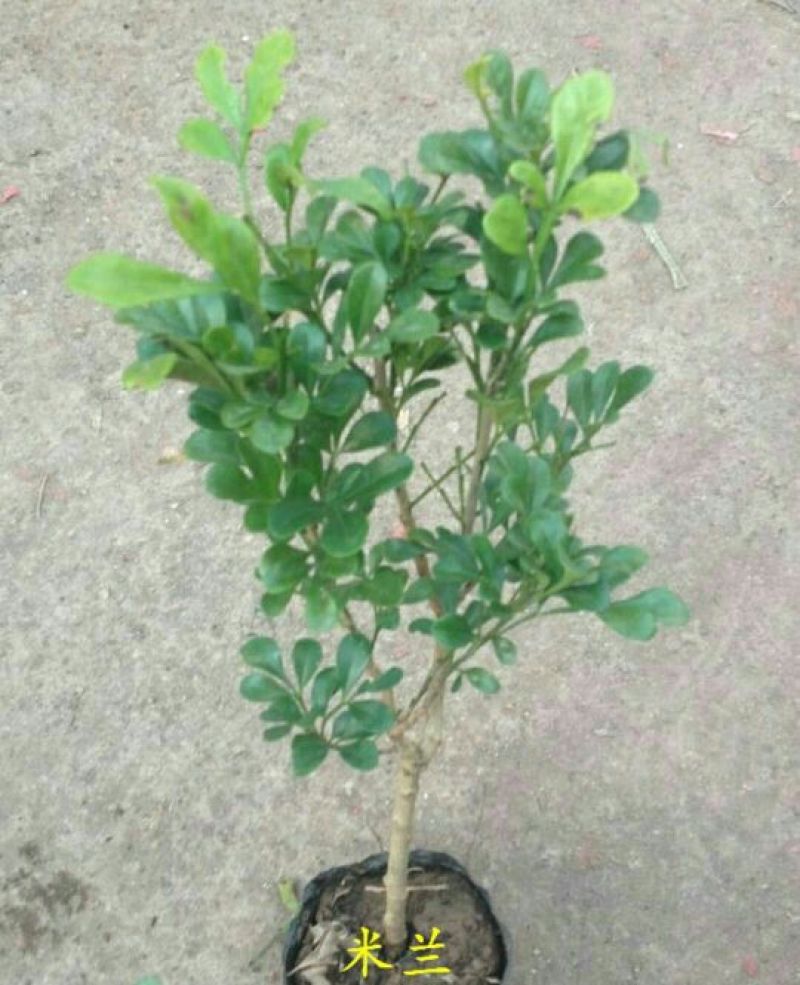 玫瑰苗30~40cm