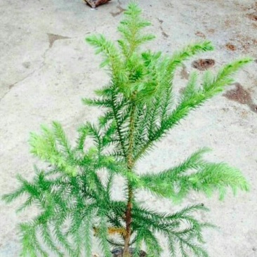 玫瑰苗30~40cm