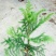 玫瑰苗30~40cm