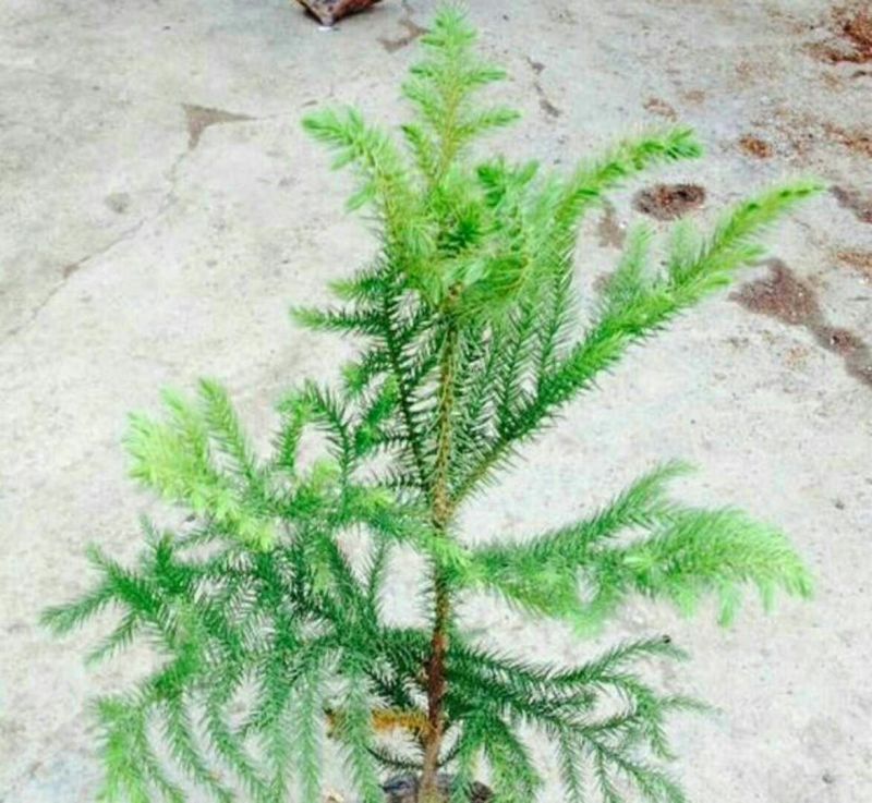 玫瑰苗30~40cm
