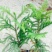 玫瑰苗30~40cm