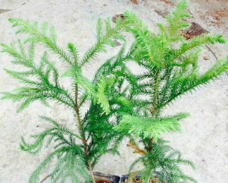 玫瑰苗30~40cm