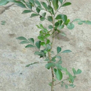 玫瑰苗30~40cm