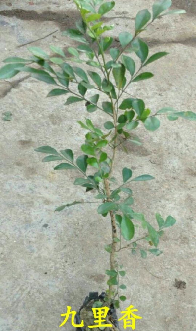玫瑰苗30~40cm
