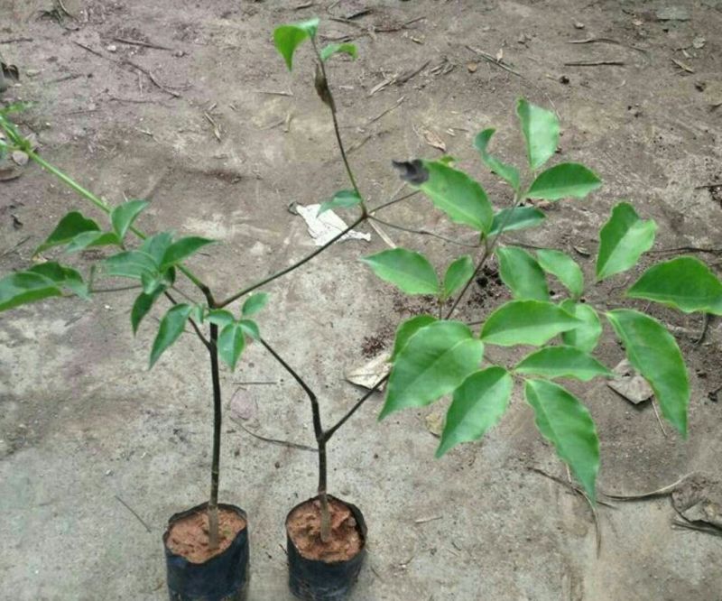玫瑰苗20~30cm