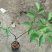 玫瑰苗20~30cm