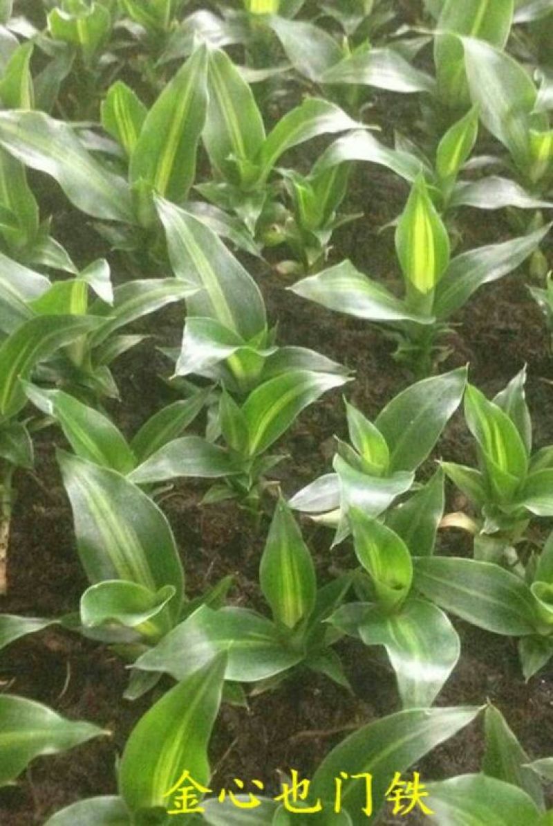 玫瑰苗10cm以下