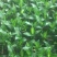 玫瑰苗10cm以下