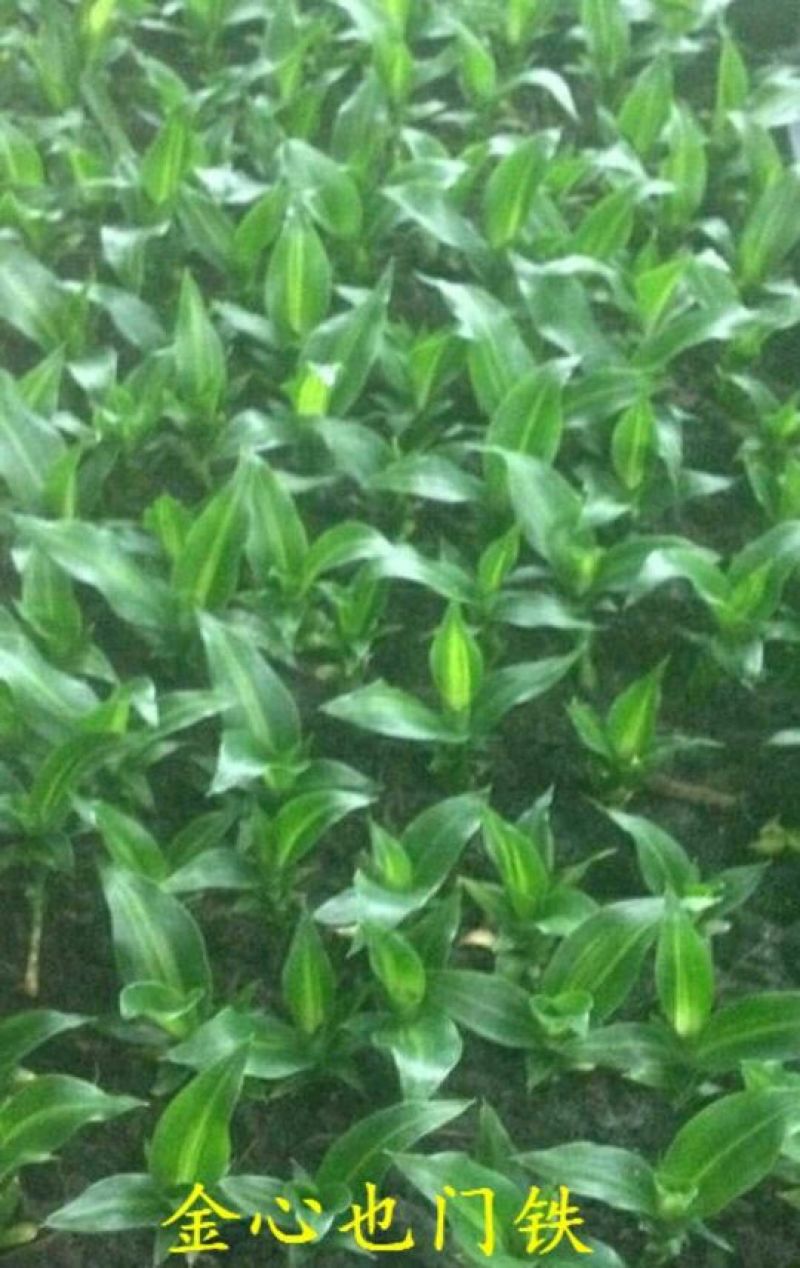 玫瑰苗10cm以下