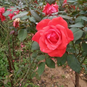 树状月季苗80Cm