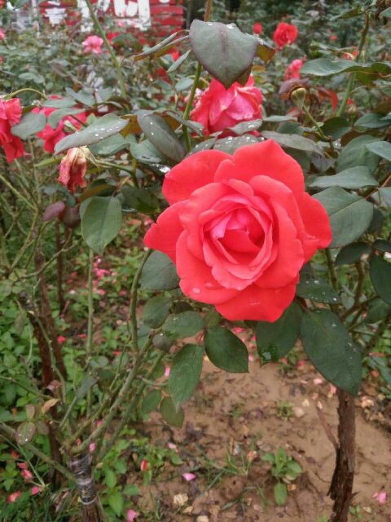 树状月季苗80Cm