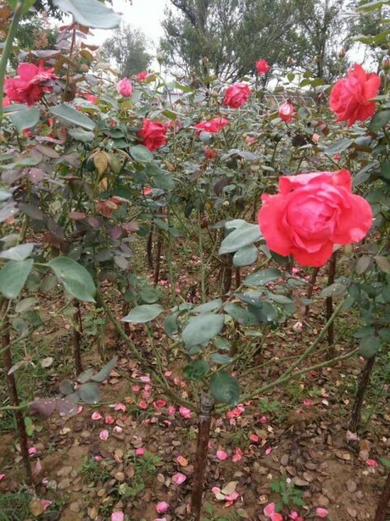 树状月季苗80Cm