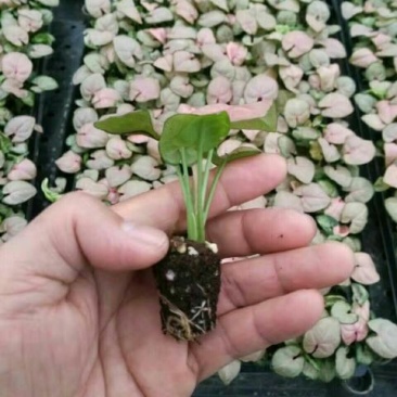 玫瑰苗10cm以下