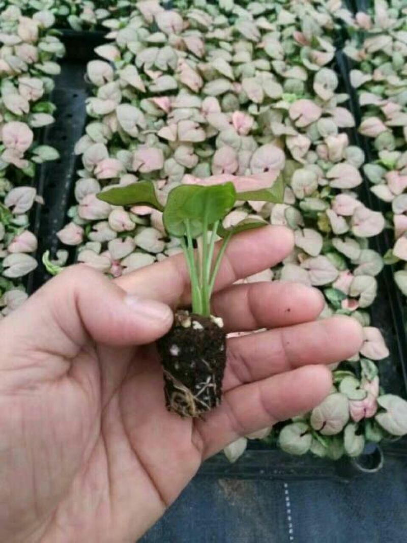玫瑰苗10cm以下