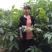 核桃苗一年苗50~100cm