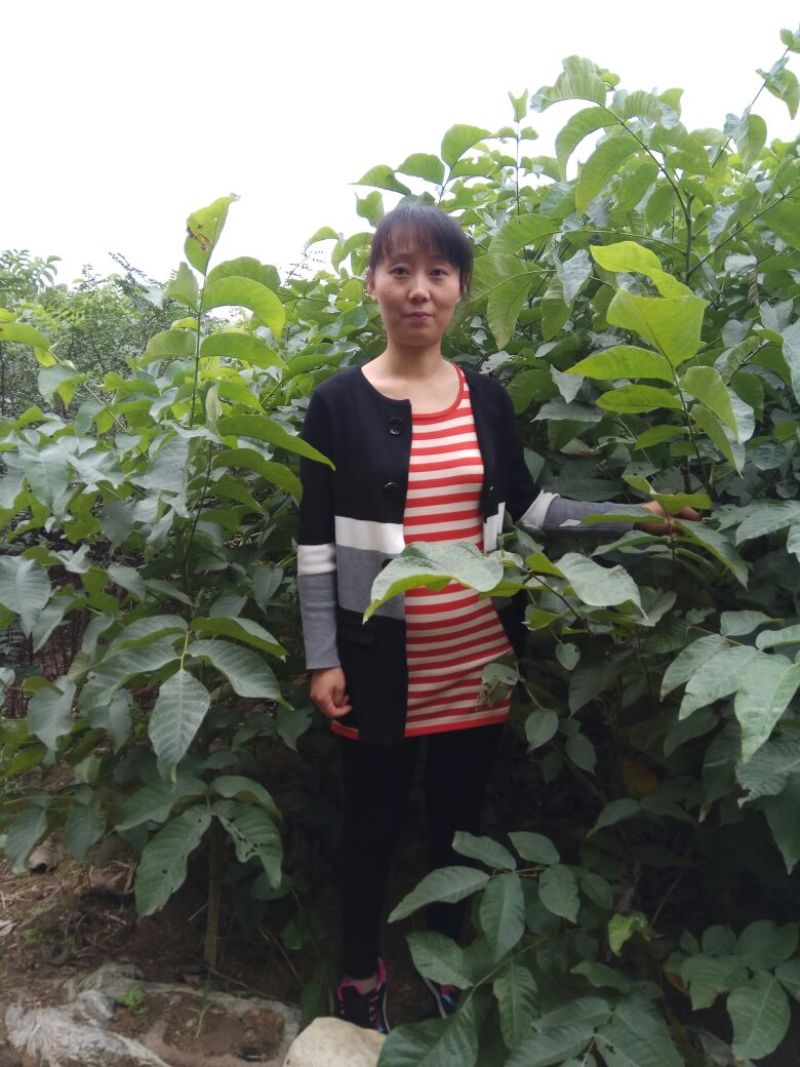 核桃苗一年苗50~100cm