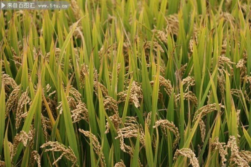 早粳稻谷1级《杂交水稻》产地直供、量大从优