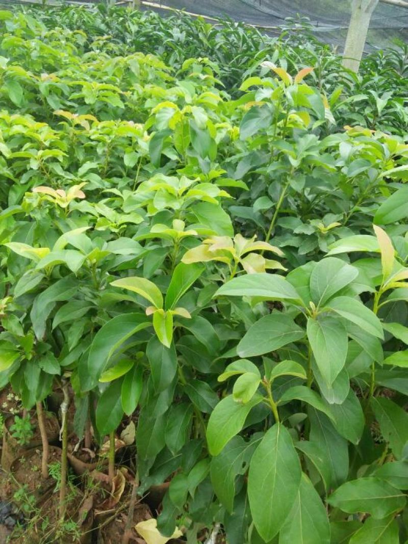 牛油果苗哈斯牛油果嫁接苗结果快
