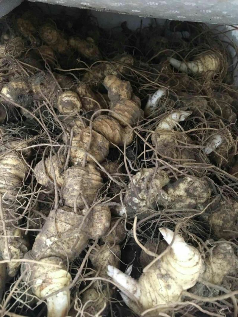 黄精中大货多花九华黄精